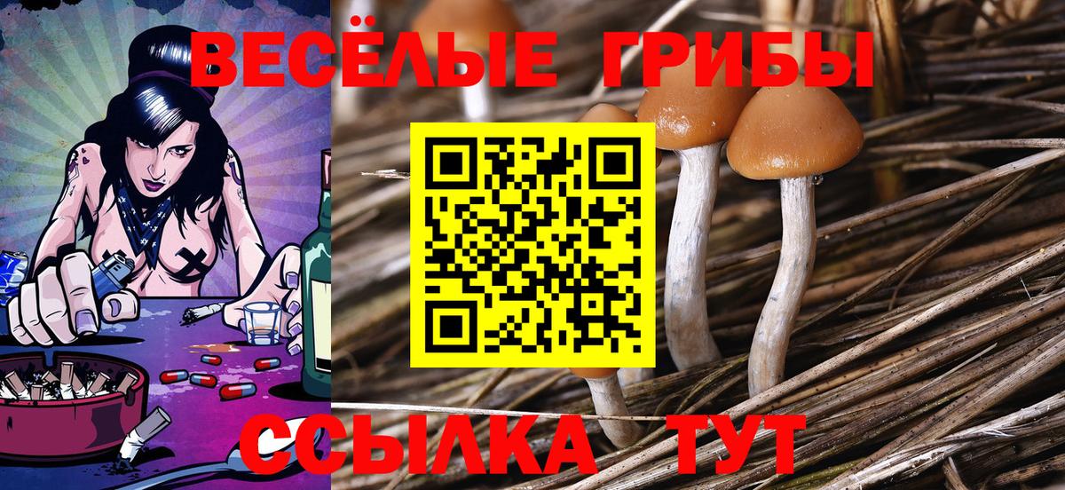 Псилоцибиновые грибы Magic Shrooms  Вход с VPN  Курчатов  дарнет шоп  Галлюциногенные грибы Psilocybe 