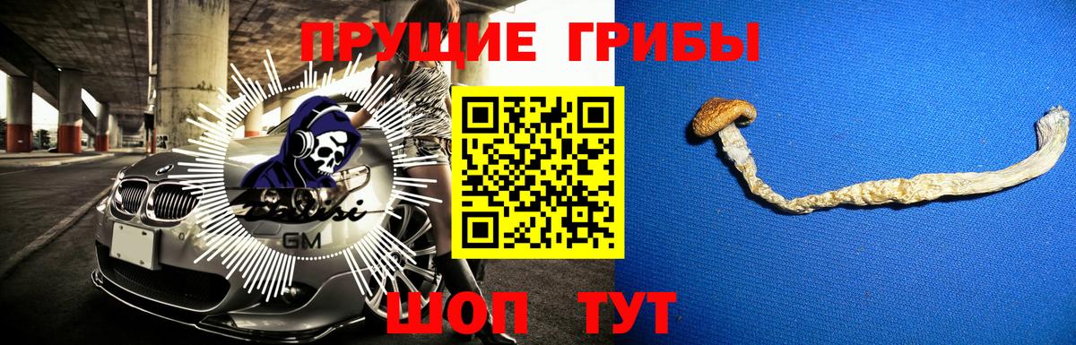 Галлюциногенные грибы Psilocybe Курчатов